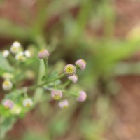 Dichrocephala integrifolia (L.f.) Kuntze